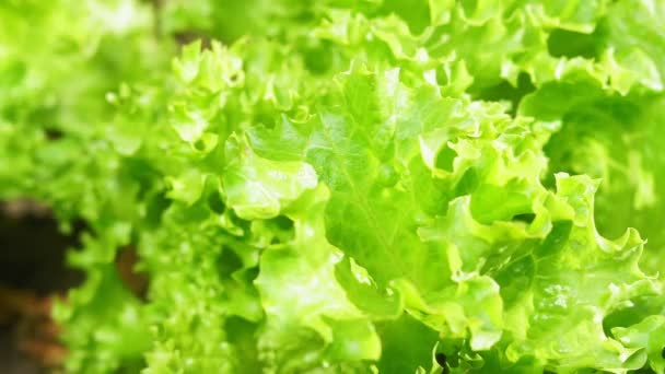 Hoja de lechuga verde cultivo de plantas engranja orgánica. fondo textura vegetariana — Vídeos de Stock