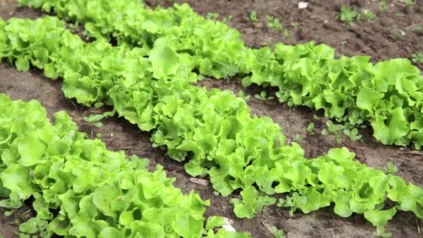 Φρέσκια σαλάτα άδεια στο βιολογικό αγρόκτημα, επιλεκτική εστίαση, Νέοι φωτεινό πράσινο σαλάτα μαρούλι καλλιέργεια. — Αρχείο Βίντεο