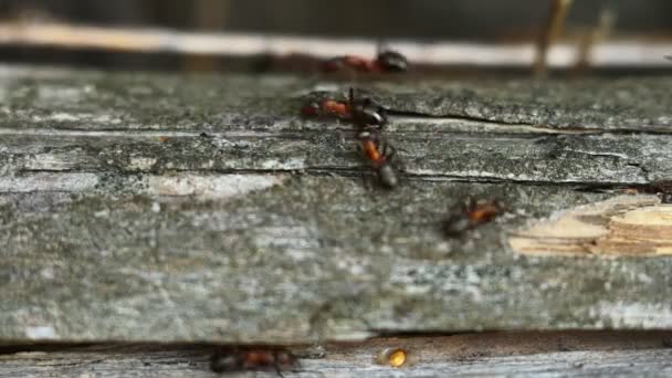 Ameisen bauen einen Ameisenhaufen auf dem Feld. Makroameisen funktionieren. Teamwork. Selektiver Fokus — Stockvideo