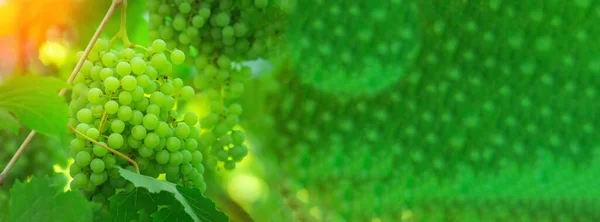 Raisins Verts Mûrs Dans Vignoble Grappes Mûres Raisins Blancs Sur — Photo