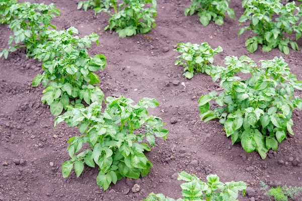 감자는 속에서 자라고 감자는 정원에서 자라고 감자는 유기농 농장에서 자란다 — 스톡 사진