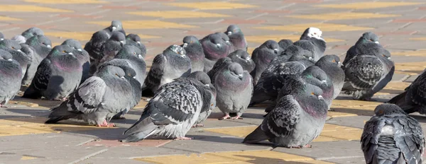 Pigeon Pigeon Domestique Columba Livia Domestica Colombe Pigeon Roche — Photo