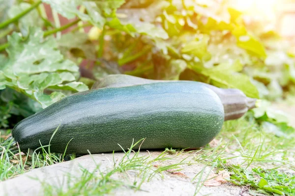Zucchini Oogst Handen Van Een Vrouwelijke Boer Biologische Groenten Oogsten — Stockfoto