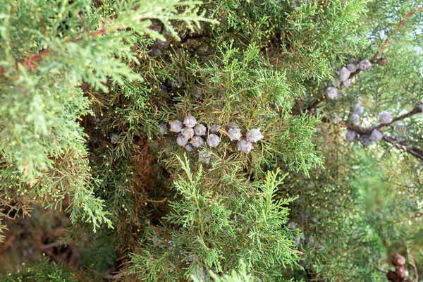 Feuilles Vertes Genévrier Rampant Juniperus Horizontalis Focus Sélectif Fond — Photo
