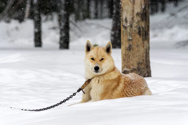 Hond Laika Winter Aan Een Ketting Een Zware Sneeuwval Siberië — Stockfoto