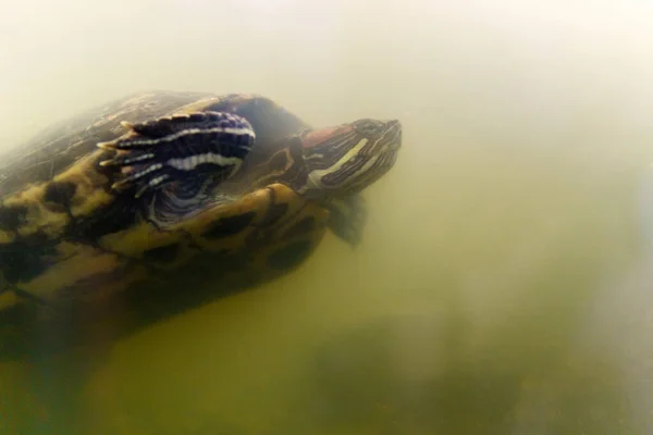 Rote Ohrschildkröten Einem Terrarium Unter Wasser Großaufnahme Selektiver Fokus — Stockfoto