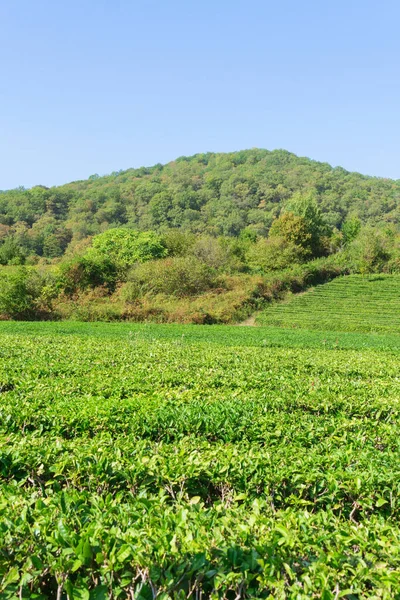 Folhas Chá Arbustos Verdes Altos Nas Montanhas Tea Valley Produção — Fotografia de Stock