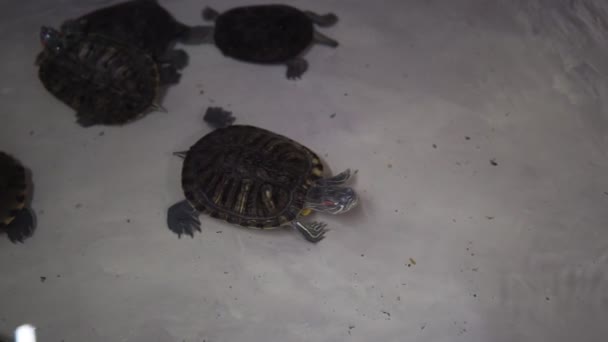 Rote Ohrschildkröten in einem Terrarium in Wassernähe. Selektiver Fokus — Stockvideo