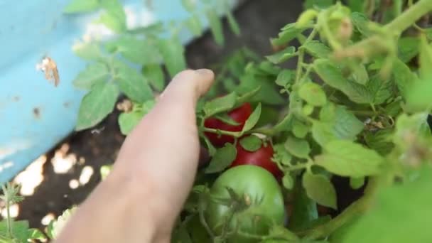 Cosecha de tomates rojos maduros en manos de un agricultor. enfoque selectivo — Vídeo de stock