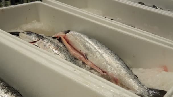 Diepgevroren zalm in supermarkt close-up. verkoop van verse diepgevroren vis in de supermarkt — Stockvideo