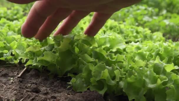 Cultivo de plantas de alface de folha verde em fazenda orgânica, hortaliças orgânicas. foco seletivo — Vídeo de Stock