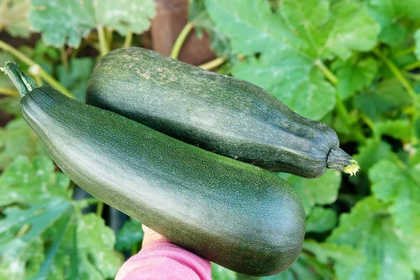 Ernte Grüner Zucchini Nahaufnahme Knochenmarkspflanze Wächst Gemüsegarten — Stockfoto