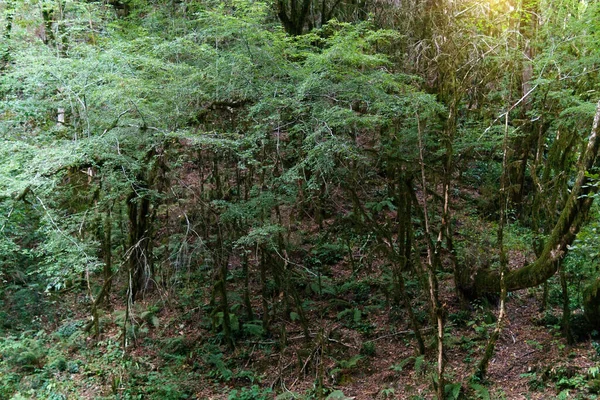 Träd Skog Bakgrund Textur Abstraktion Utrymme För Kopiering Text — Stockfoto