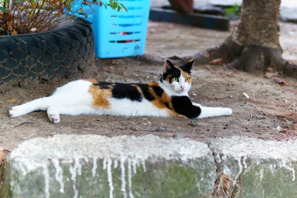 Gato Verano Suelo Caliente Día Verano —  Fotos de Stock