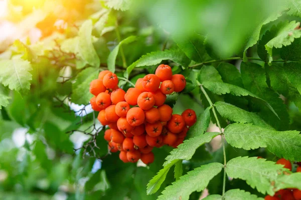 Autumn Rowan Berries Branch Red Berries Leaves Branch Close Branch — Stock Photo, Image