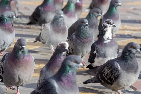 Gedränge Von Tauben Auf Der Fußgängerzone Viele Vögel Selektiver Fokus — Stockfoto