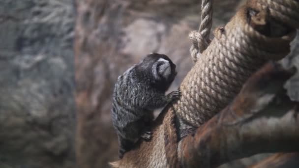 Мавпи-пігми є одним з найменших приматів. вибірковий фокус — стокове відео