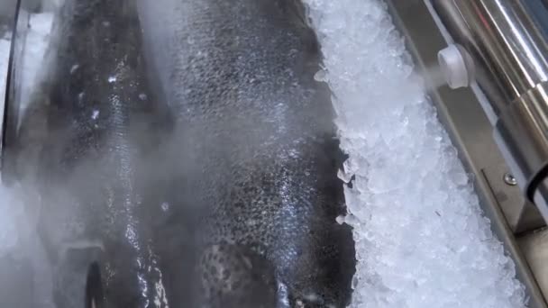 Salmón congelado en primer plano del supermercado. pescado fresco en el hipermercado — Vídeo de stock