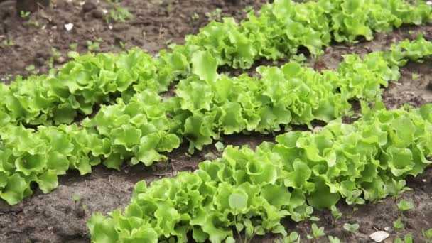 Hoja verde lechuga cultivo de plantas en la granja ecológica, verduras orgánicas. enfoque selectivo — Vídeos de Stock