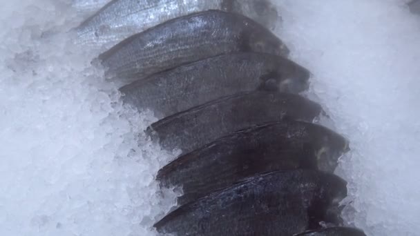 Poisson frais Dorado sur la glace dans un hypermarché. il est soufflé avec de l'air gelé — Video