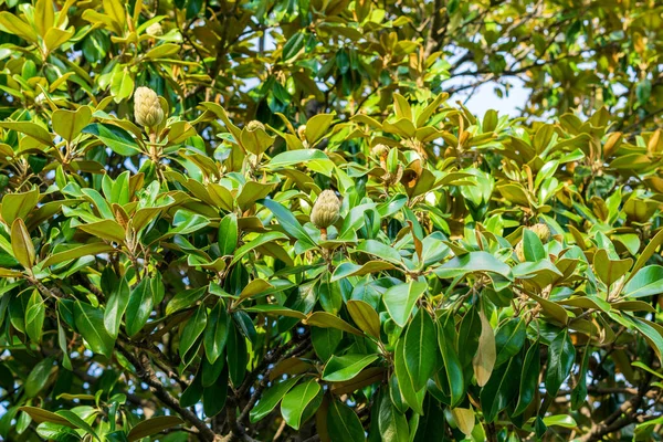 Κοντινό Πλάνο Των Φύλλων Magnolia Στο Βυθισμένο Ηλιακό Φως Κάτω — Φωτογραφία Αρχείου