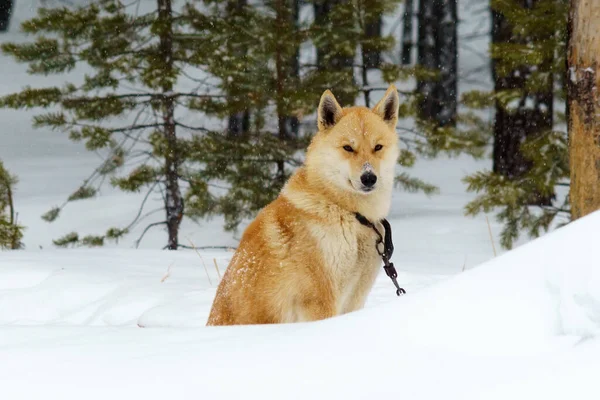 Dog Laika Taiga Het Bos Winter Zware Sneeuwval Hond Bewaakt — Stockfoto