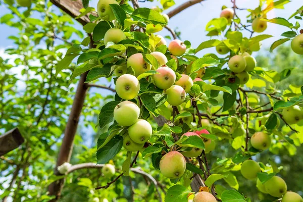 Green Apples Tree Branches Garden Harvesting Organic Fruit — Stock Photo, Image