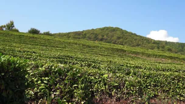 Tea plantations the cultivation of plants harvest Sochi, Russia. — Stock Video