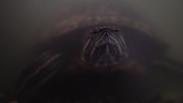 Tartarugas de orelhas vermelhas em um terrário abaixo do close-up de água. foco seletivo — Vídeo de Stock