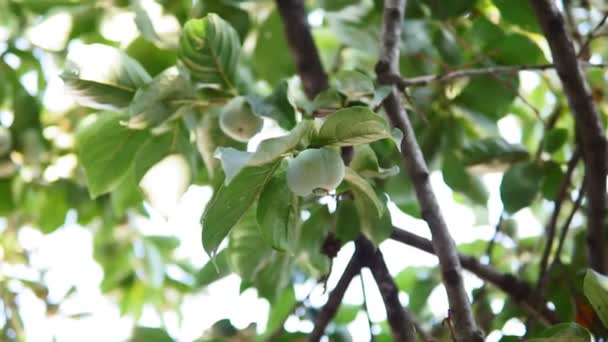 Zielone owoce persymony na gałęziach drzew. zbiory owoców w ogrodzie — Wideo stockowe