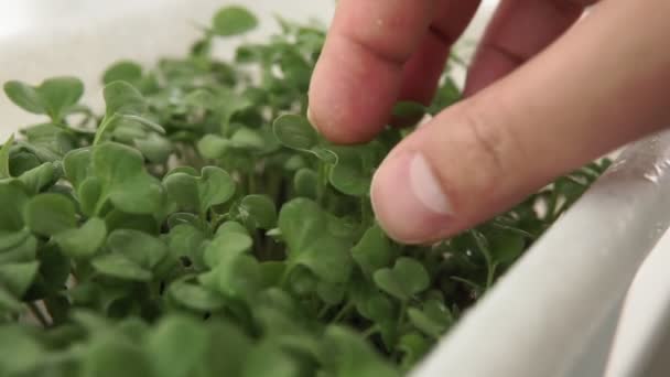 Fresh micro green sprouts for healthy vegan food cooking. home growing, healthy food, arugula, mustard — Stock Video