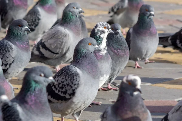 Viele Graue Tauben Vor Wintereinbruch Stadtpark Selektiver Fokus — Stockfoto