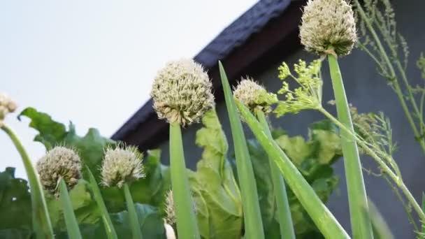 Grön lök som växer på en bädd i jorden. odla grönsaker på en ekologisk gård — Stockvideo