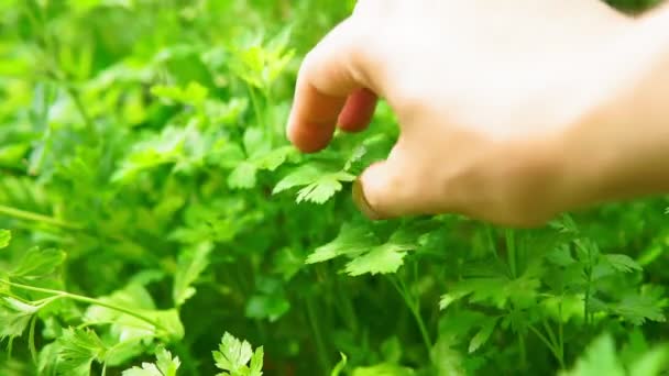 在花园里生长的科里扬德植物叶子.绿色的香菜叶蔬菜作食物配料 — 图库视频影像