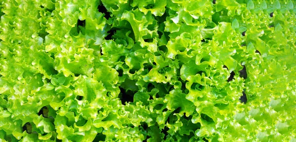緑のレタスは野菜畑の庭のベッドに残します 屋外での緑のサラダ植物の庭付け — ストック写真