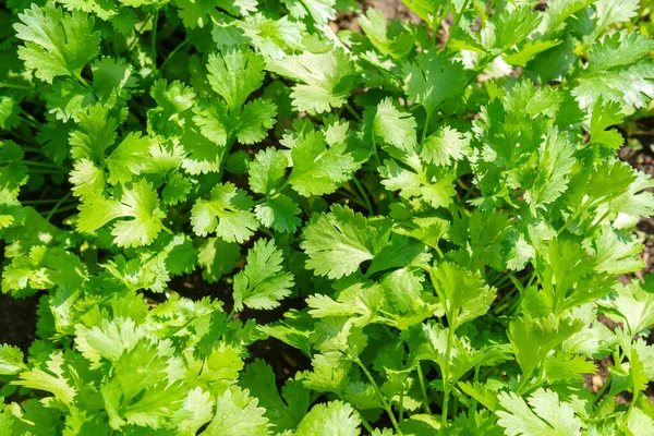 Pianta Coriandolo Verde Fresco Noto Anche Come Coriandolo Prezzemolo Cinese — Foto Stock