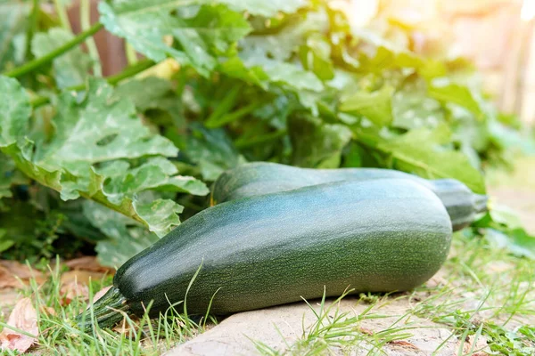 Grüner Kürbis Garten Auf Dem Gemüsefeld Gemüseernte Auf Einem Biobauernhof — Stockfoto