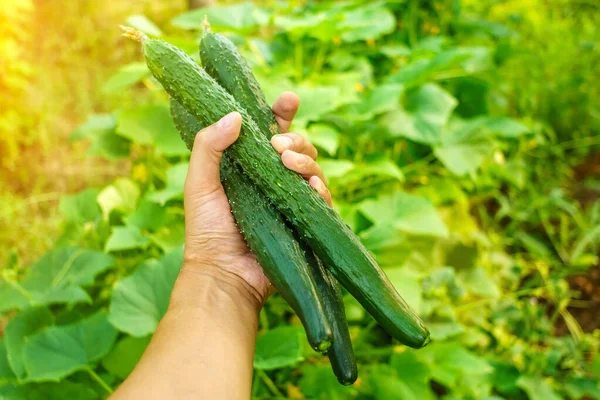 Gurken Der Hand Des Bauern Selektiv Ernten Raum Zum Kopieren — Stockfoto