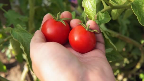 Harvest of red ripe tomatoes in the hands of a farmer. selective focus — Stock Video