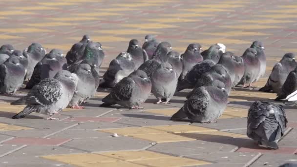 Tłum gołębi na ulicy dużo ptaków. Skupienie selektywne — Wideo stockowe