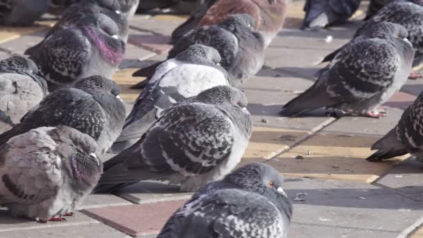 Tłum szarych gołębi na ulicy mnóstwo ptaków. Skupienie selektywne — Wideo stockowe