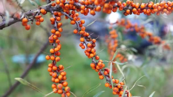 O espinheiro do mar que cresce em uma árvore fecha Hippophae rhamnoides. Instalação médica. — Vídeo de Stock