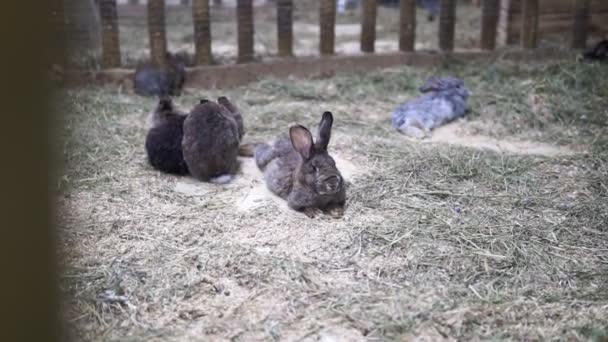 很多小兔子。复活节矮装饰绒毛兔。复活节的象征. — 图库视频影像