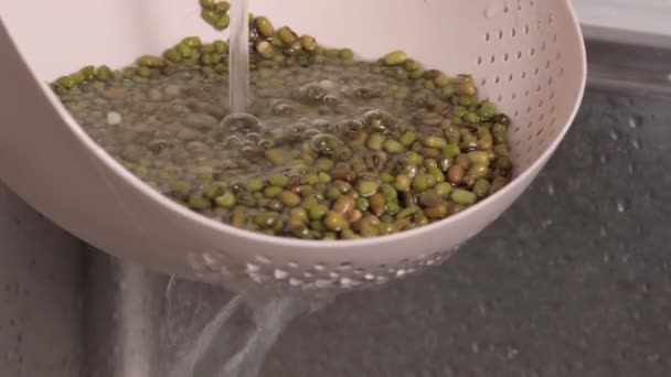 Mungbohnen werden zum Kochen in Wasser gewaschen. Brei wird auch für die Zubereitung von Suppen verwendet. grüne Bohne — Stockvideo