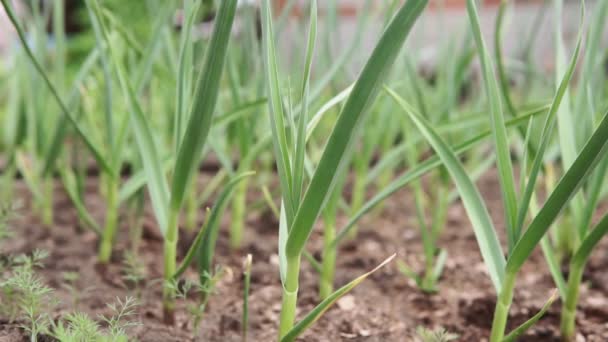 Česnek roste v zemi na jaře, zblízka. Ekologicky pěstované česnekové plantáže v zeleninové zahradě. — Stock video