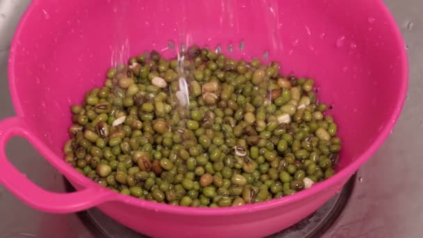 Mungbohnen werden zum Kochen in Wasser gewaschen. Keimbrei ist bei Vegetariern und gesunder Ernährung besonders beliebt — Stockvideo