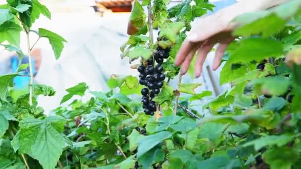 黒スグリの果実を収穫する。女性の手はベリーを選ぶ — ストック動画