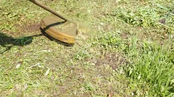 Handen maait het gras op het gazon. Trimmer in de handen van een man. selectieve focus — Stockvideo