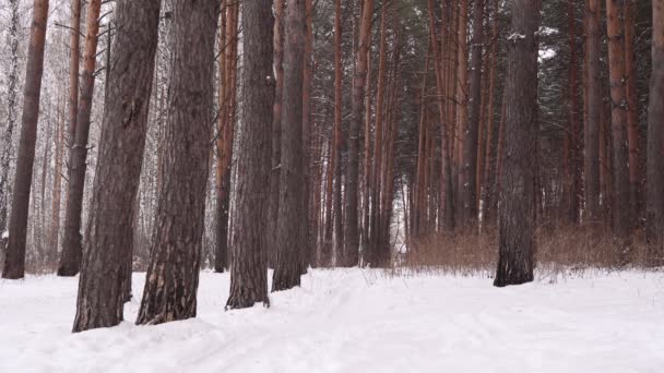 冬の松林静的カメラ。冬の森のパノラマ曇りの日 — ストック動画