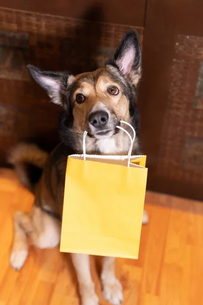 funny dog with a shopping bag in his teeth. Concept of shopping for animals. Environmental package. space for text